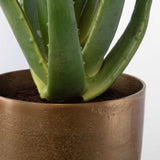 Arabia Aloe Planter - Dark Brown by Uttermost - View 4