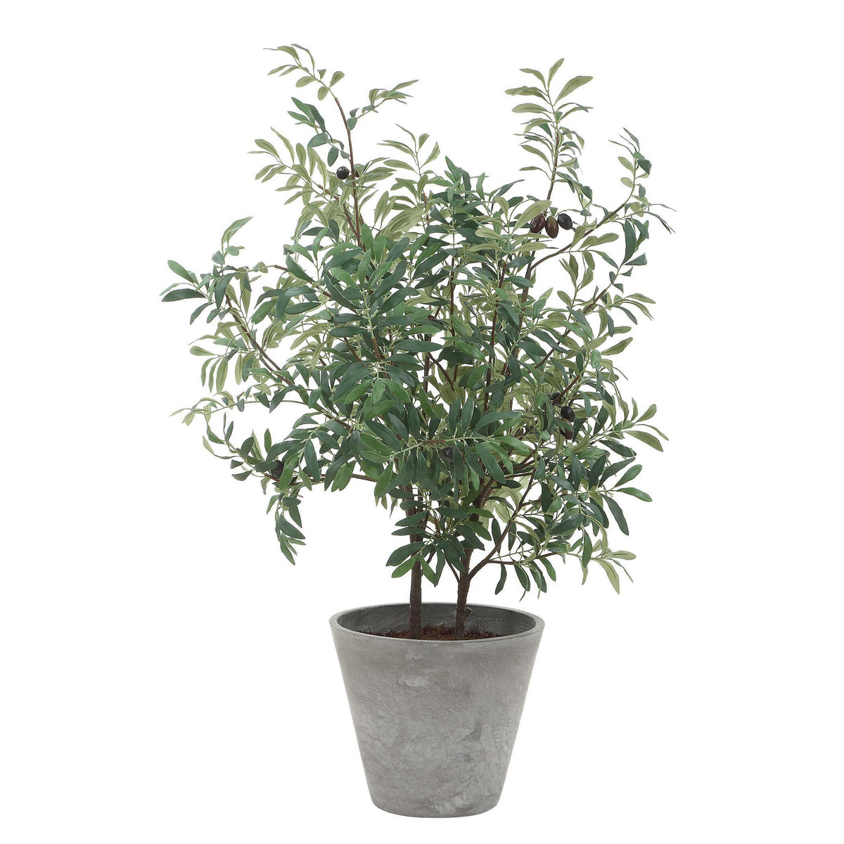 Marisol Potted Olive Plant - Gray / Green by Uttermost - View 4