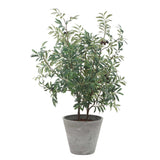 Marisol Potted Olive Plant - Gray / Green by Uttermost - View 4