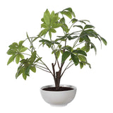 Pachira Money Money Tree - White by Uttermost - View 5