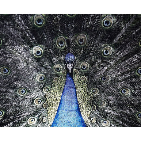 Brilliant Plumage - 72" X 48" - Charcoal Frame | Sunpan