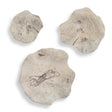 Teo Wall Decor (Set of 3) Bleached Wood - Beige by Uttermost - View 1