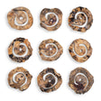 Corkscrew Wood Wall Decor (Set of 9) - Light Brown by Uttermost - View 1