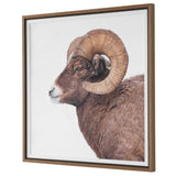 Big Horn Sheep Framed Print Black / Brown / White - Dark Brown / White by Uttermost - View 4