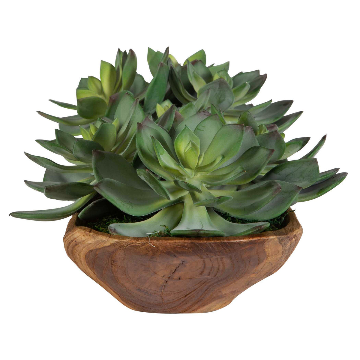 Yuma Succulent Centerpiece - Dark Brown / Green by Uttermost - View 4