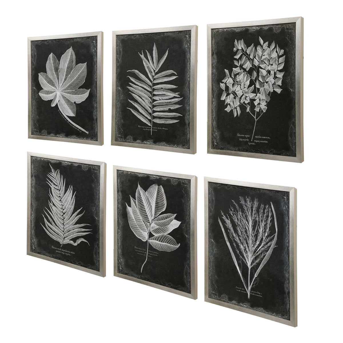 Foliage Framed Prints (Set of 6) - Black / Silver by Uttermost - View 4