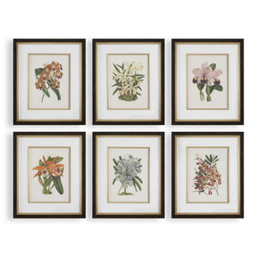 Orchid Botanical Framed Prints (Set of 6) - Green / Orange by Uttermost - View 1