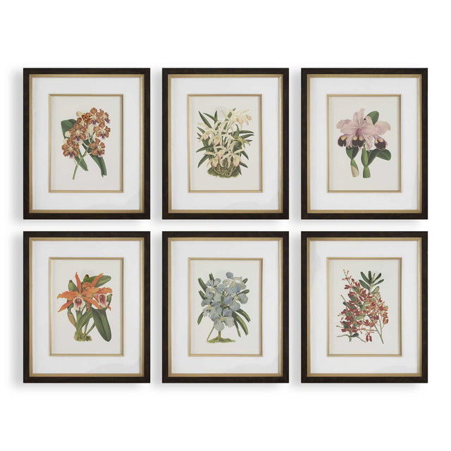 Orchid Botanical Framed Prints (Set of 6) - Green / Orange by Uttermost - View 1