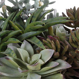 Greystone Indoor-Outdoor Succulent - Green by Uttermost - View 7