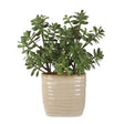 Crassula Jade Accent Plant - Beige by Uttermost - View 1