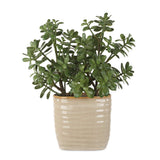 Crassula Jade Accent Plant - Beige by Uttermost - View 1
