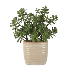 Crassula Jade Accent Plant - Beige by Uttermost - View 1