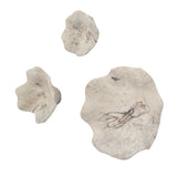 Teo Wall Decor (Set of 3) Bleached Wood - Beige by Uttermost - View 3
