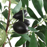 Olea Potted Olive Tree - Green by Uttermost - View 4