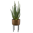 Arabia Aloe Planter - Dark Brown by Uttermost - View 1
