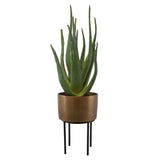 Arabia Aloe Planter - Dark Brown by Uttermost - View 1