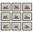 Equine Dynasty Framed Prints (Set of 9) - Gray by Uttermost - View 1