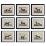 Equine Dynasty Framed Prints (Set of 9) - Gray by Uttermost - View 1