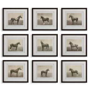 Equine Dynasty Framed Prints (Set of 9) - Gray by Uttermost - View 1