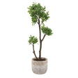 Arbor Strawberry Tree Brown / Green - Green / Beige by Uttermost - View 1