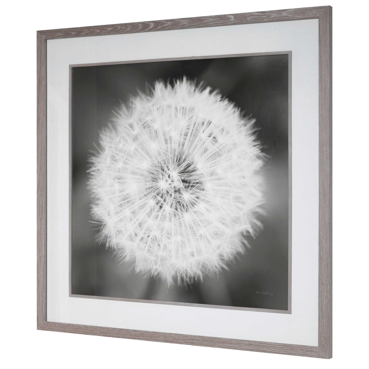 Dandelion Seedhead Framed Print - Black / White by Uttermost - View 5