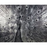 Courtship - 48" x 48" - Charcoal Frame - Home Elegance USA