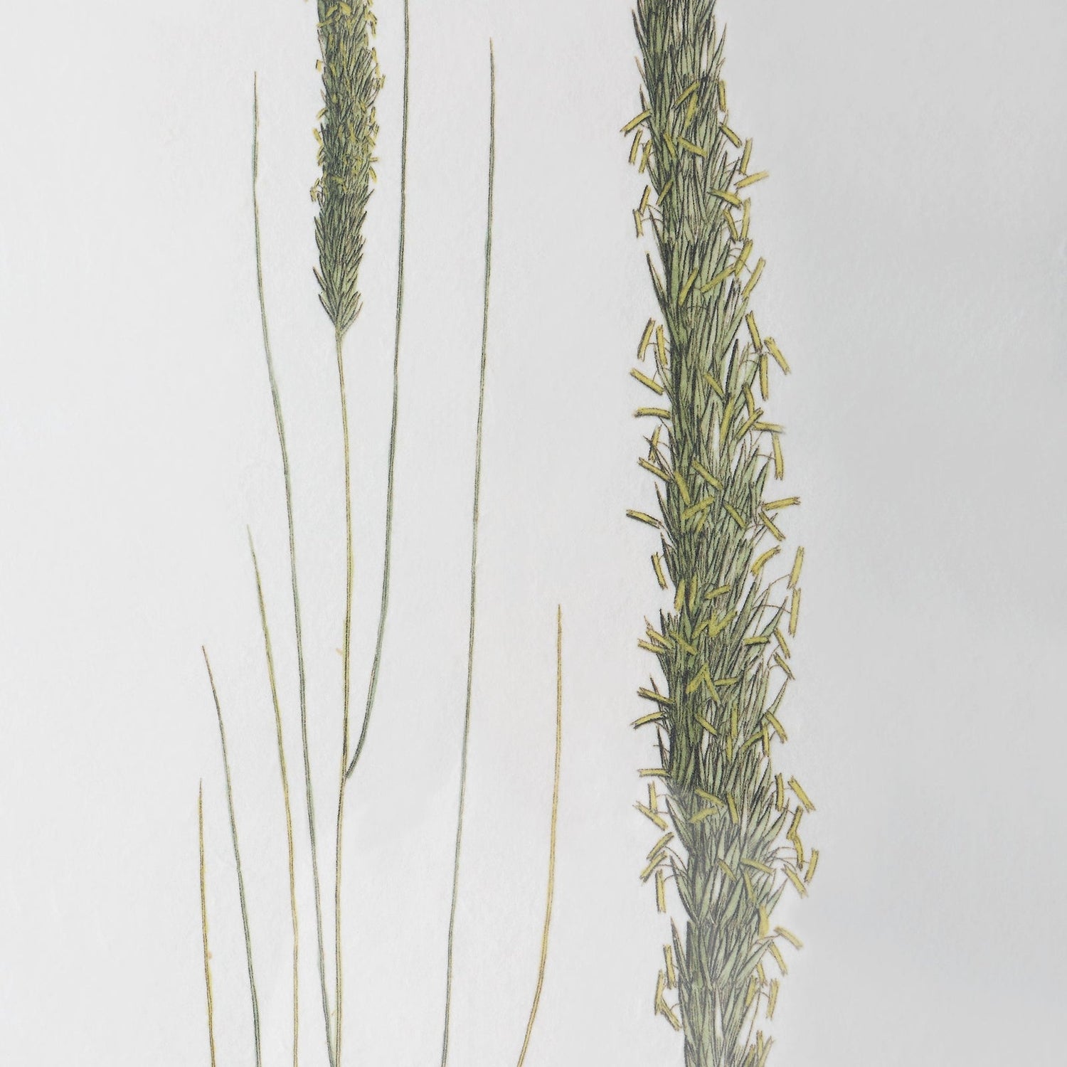 Uttermost Forest Finds Framed Prints - Set Of 6 - Home Elegance USA