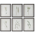 Uttermost Forest Finds Framed Prints - Set Of 6 - Home Elegance USA