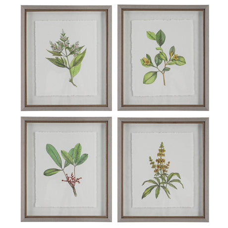 Uttermost Wildflower Study Framed Prints - Set Of 4 - Home Elegance USA
