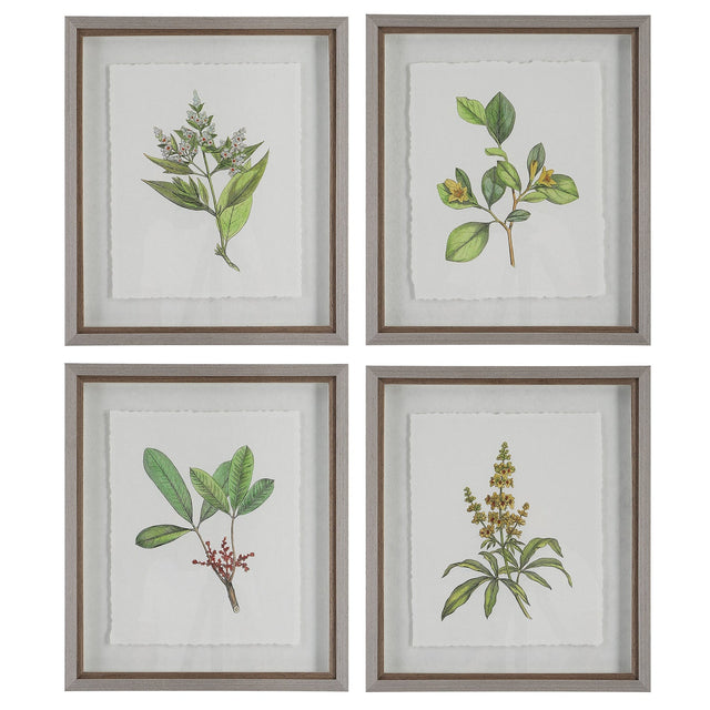 Uttermost Wildflower Study Framed Prints - Set Of 4 - Home Elegance USA