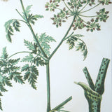 Uttermost Antique Botanicals Framed Prints - Set Of 9 - Home Elegance USA