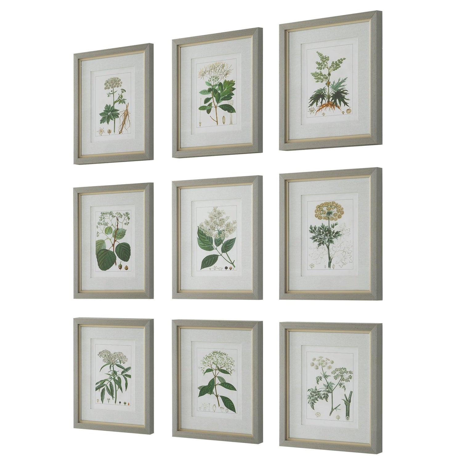 Antique Botanicals Framed Prints - Set Of 9 | Uttermost | Home Elegance USA