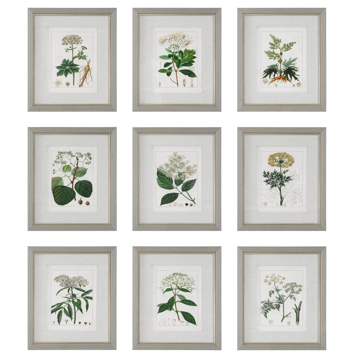 Antique Botanicals Framed Prints - Set Of 9 | Uttermost | Home Elegance USA