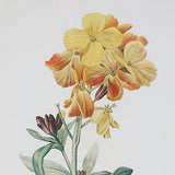 Uttermost Classic Botanicals Framed Prints - Set Of 6 - Home Elegance USA