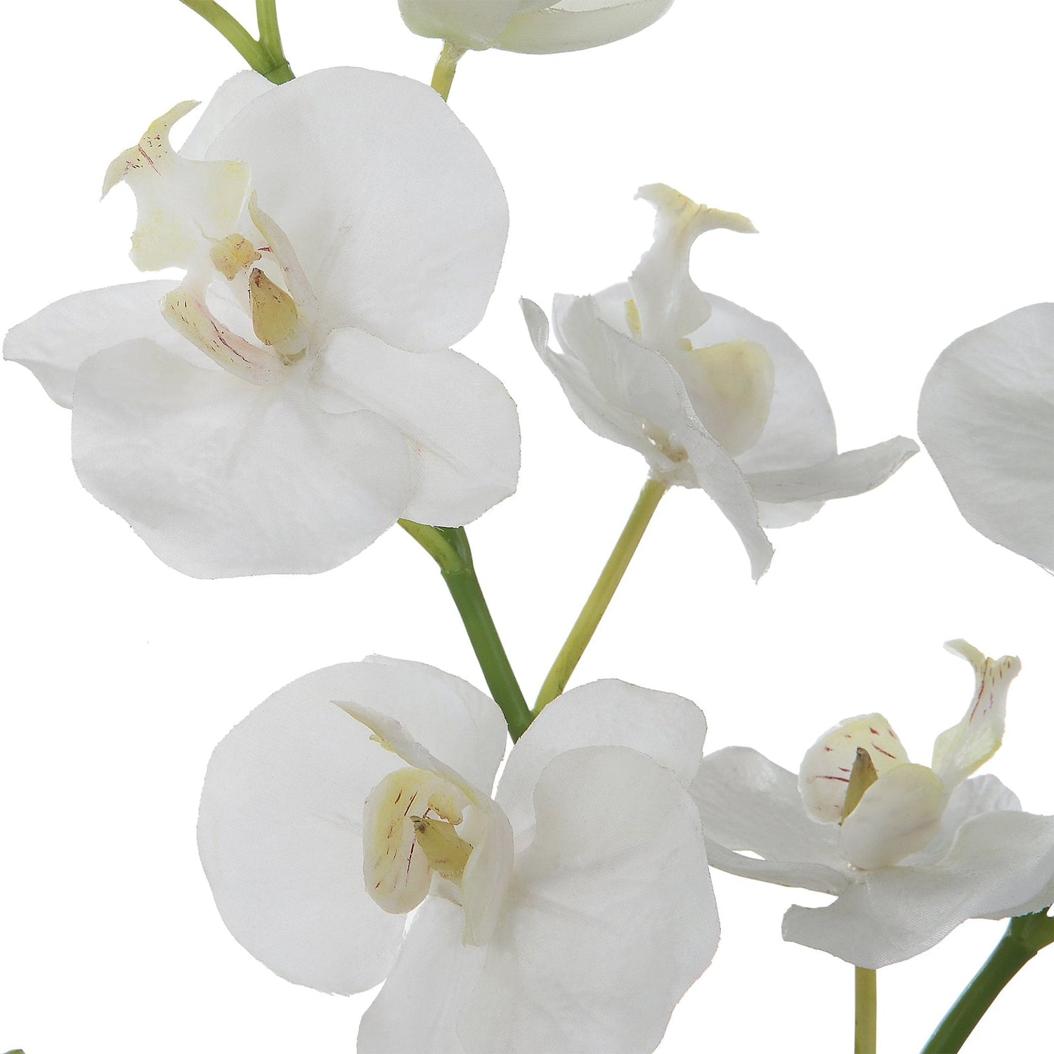 Uttermost Glory Orchid - Home Elegance USA