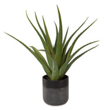 Uttermost Tucson Aloe Planter - Home Elegance USA