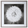 Dandelion Seedhead Framed Print | Uttermost | Home Elegance USA
