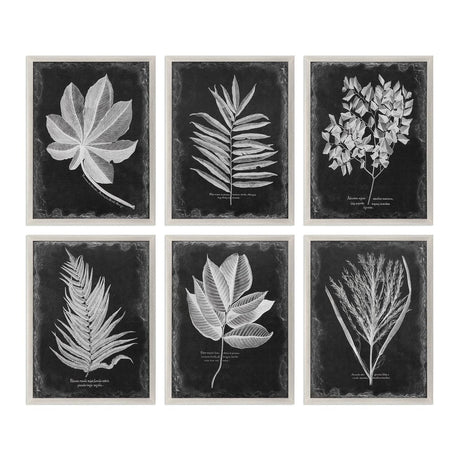 Uttermost Foliage Framed Prints - Set Of 6 - Home Elegance USA