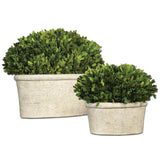 Uttermost Oval Domes Preserved Boxwood - Set Of 2 - Home Elegance USA