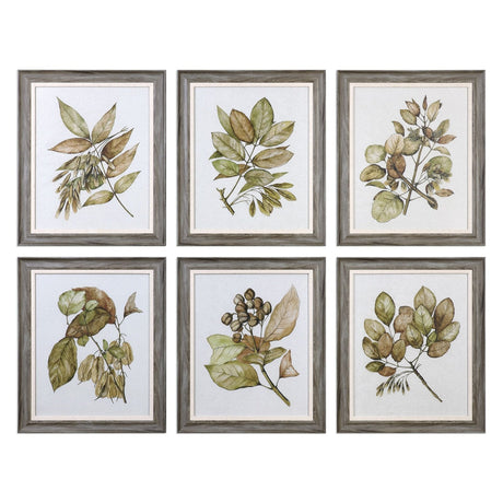 Uttermost Seedlings Framed Prints S/6 - Home Elegance USA