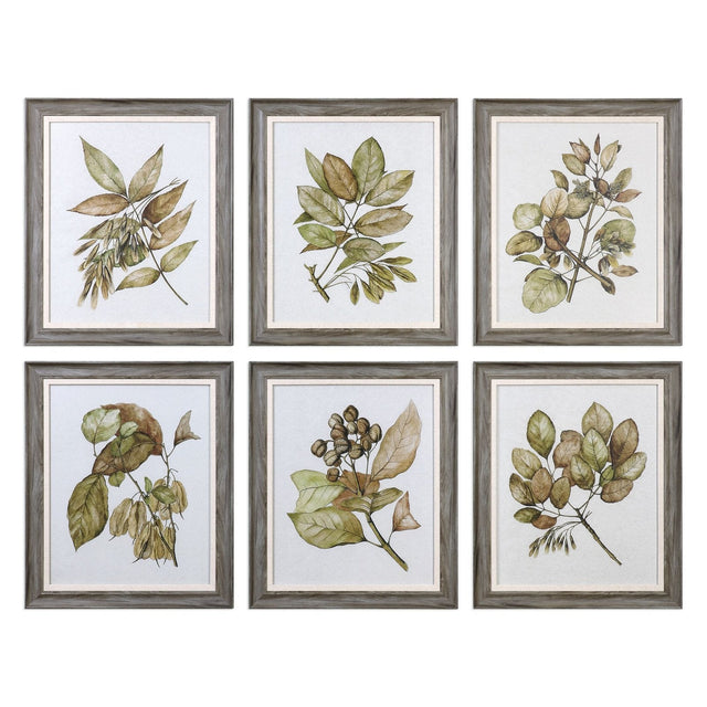 Uttermost Seedlings Framed Prints S/6 - Home Elegance USA